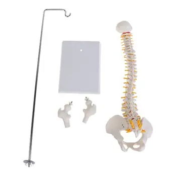 45 см. Гъвкаво гръбначния стълб на човека, Извивка на гръбначния стълб, Лумбална отдел, Анатомическая модел Анатомия на гръбначния Стълб, Медицински инструмент обучение