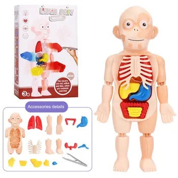 Детски Монтесори 3D пъзел Анатомическая модел на човешкото тяло, модул за обучение орган, събрана играчка, средство за обучение, органи на тялото за деца